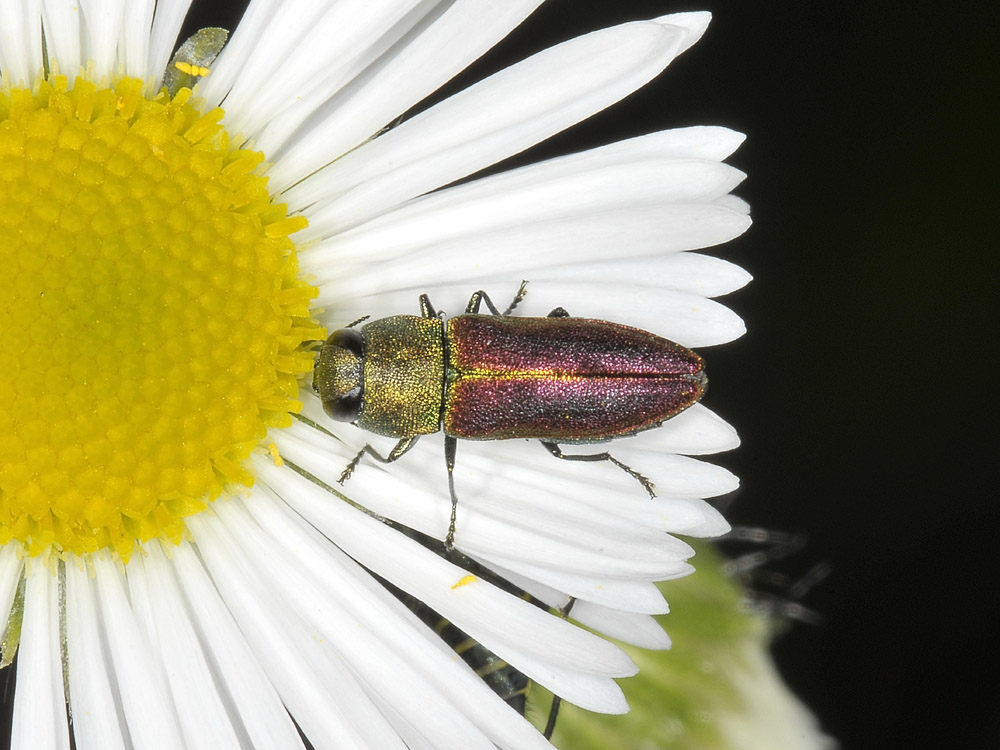 Anthaxia cichorii (Buprestidae)